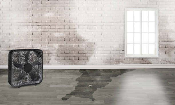 Best Mold removal after water damage  in Helena Flats, MT